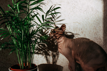 Domestic bald cat of Canadian Sphynx breed sniffing with interest palm tree in a pot in the interior. Play of light and shadow.の写真素材