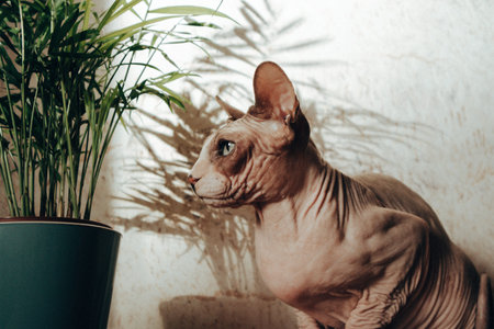 Domestic bald cat Canadian Sphynx breed and palm tree in a pot in modern interior. Domestic animal...