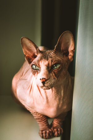 Thoughtful hairless bald Canadian Sphynx breed cat with green eyes sitting on a window sill. Domestic pet at home. Feline pet vertical portrait.の写真素材