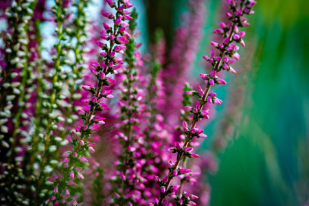 Purple and white flowering heather plants outdoors. Calluna vulgaris blooms and twigs. Autumnal wild...