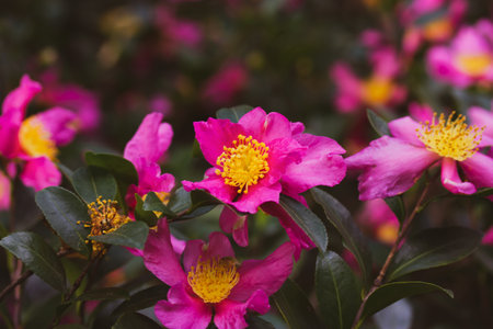 A lot of pink camellia flowers in full bloom growing on a bush in spring garden. Summertime orchard. Floral postcard. Blossom of Camellia Japonica.の写真素材