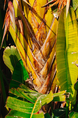 Background of textured green dried banana tree leaves in sunlight. Tropical exotic foliage in a jungle. Abstract palm leaf backdrop. Summer nature.の写真素材