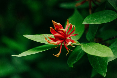 Illicium floridanum (purple anise, Florida anise or star-anise) shrub native to the Southern United States. Tropical forest with blossoming trees.の写真素材