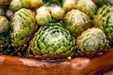 Sempervivum arachnoideum plant cluster grow in a brown pot in cacti rock garden. Small cobwebbed succulents in greenhouse. Gardening and plants care.の写真素材