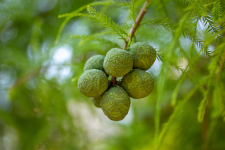 Bald Cypress cone close up. Taxodium distichum tree with fresh green foliage, cones on branch on a natural blurred background. Spring or summer natureの写真素材