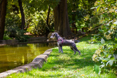 Zwergschnauzer puppy on a green lawn on nature in sunny day. A doggy walking outdoors. A pet in...