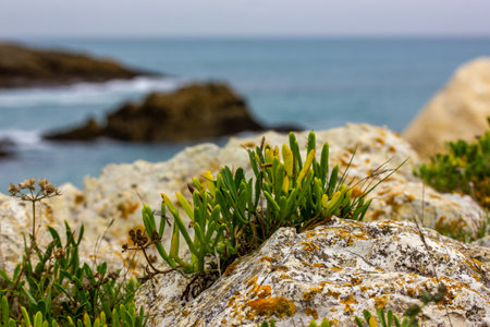 Succulents growing on the edge of the cliff against blue sea. Green plants growing on rocks, stones. Vegetation typical of the Atlantic coast and the Cantabria region of Spain. Seaside landscape view.の写真素材