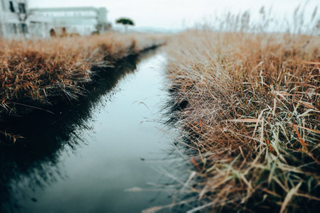 A ditch or creek with cold blue gray water among dry reed grass grows along a body of water in the bleak fall season. Countryside landscape, wild landの写真素材