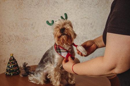 Owner puts a scarf around the dog's neck trying on reindeer antlers. Christmas holidays. New Year's costume for a dog, doggy, puppy.の写真素材