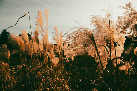 Decorative pampas dry fluffy grasses grow in formal botanical garden on a fall day. Soft dry grass and plants outdoors. Abstract natural landscape.の写真素材