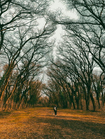 An alley with tall ancient branching bare trees in a mystical forest, a person walks off into the...