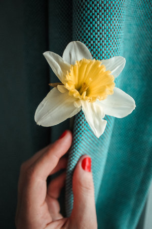 White daffodil flower with yellow core held by a hand against blue fabric background. Vertical photo with seasonal flower.の写真素材