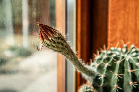 Closed cactus bud on windowsill on window background in home interior. Growing desert plants in the home garden. Growing prickly cacti and succulents.の写真素材