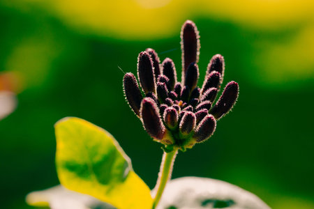 Honeysuckle ornamental purple bud with petals, pistils and stamens on a green background in the garden on a sunny day Fresh flower in botanical gardenの写真素材