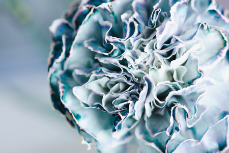 Blue gray carnation flower on light background close up. Macro flowers core, pistils and stamens. Single unusual flowering plant with curly petals.の写真素材