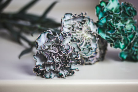 A bunch of blue and green carnation flowers on white background. Unusual flower pistils and stamens. Bouquet of blossoms on Mother's Day celebration.の写真素材