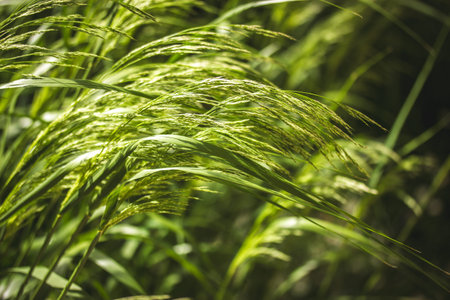 Fresh green ornamental feathery grass grow in a grassland. Abstract natural background. Cereals...
