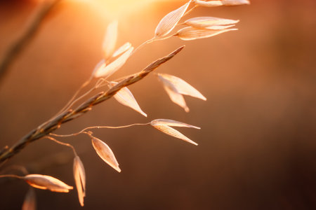 Wild oat (Avena fatua). Poaceae annual weed growing in wild nature. The grassland in warm sunset sunlight. Abstract natural backdrop Perennial grassesの写真素材
