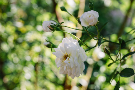 The buds of fragrant white roses grow and fragrance on a shrub in the rose garden in summer. Produce flowers, floriculture. Wedding plants Rose bloomsの写真素材