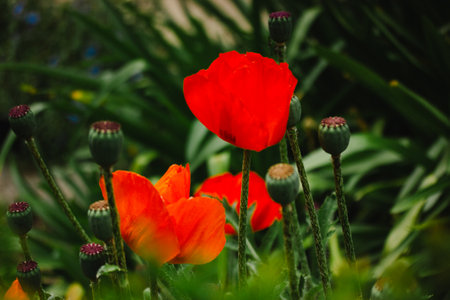 Red poppy buds in bloom grow on a lawn in green grass in spring. Summer flowers in the garden. Latin Papaver rhoeas blooms.の写真素材