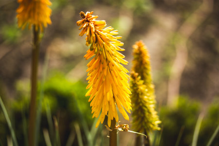 Orange yellow Torch Lily blooming plant. Red Hot Poker flowering in spring garden. Single beautiful exotic flower bud in forest.の写真素材