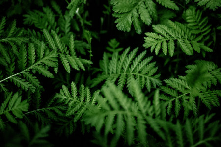 Overgrown green fern leaves deep in the woods. The fresh foliage natural backdrop. Fronds foliage,...
