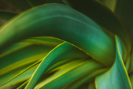 Fresh green yellow striped smooth tropical leaves close-up. Nature macro photography. Desktop...
