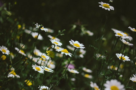 White daisies in a spring meadow. Flowering of summer plants in wild nature. Flowers in a flowerbed. Floral glade. Vintage filter, nostalgia concept.の写真素材