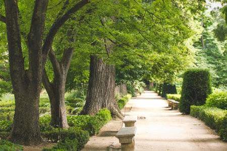 A straight road, pathway in a botanical garden going into a distance on a spring day. Green vegetation, trees with foliage and shrubs. A stone bench.の写真素材