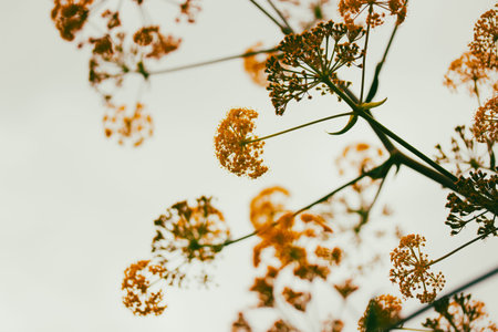 Ferula or Kavrak (Ferula assa-foetida) perennial plant, genus Ferula of the family Apiaceae. Bright...
