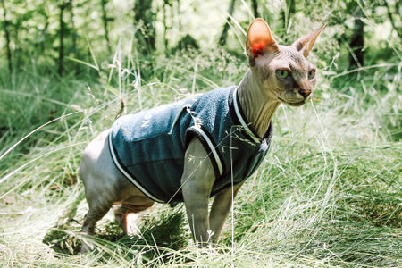 A curious sphynx cat, smartly dressed, sits in grass, bathed in natural sunlight, is very expressive. A charming sphinx kitty poseの写真素材