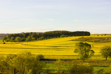A picturesque landscape showcases a bright yellow field, complemented by trees and a sky. A tranquil...