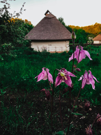 Beautiful pink columbine flowers bloom in a green field, traditional house on sunny day. It's an idyllic rural scene. Pink columbine flowersの写真素材