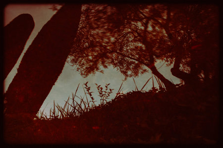 A low-angle shot showcases the interplay of light and shadow through trees and grass. A serene,...