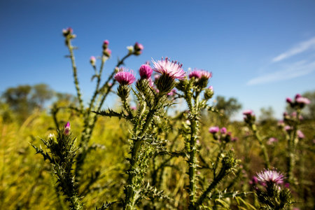A beautiful display of purple thistle flowers thrives against the backdrop of a blue sky. The...