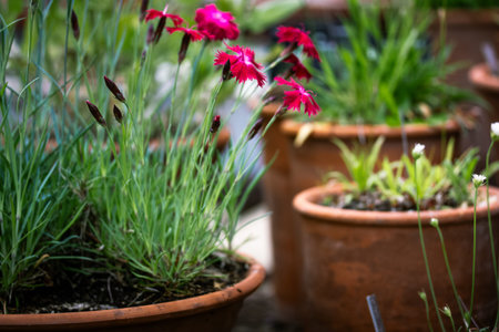 This vibrant photo features several potted plants with delicate red flowers and lush greenery. The composition is soft, with a shallow depth of field.の写真素材