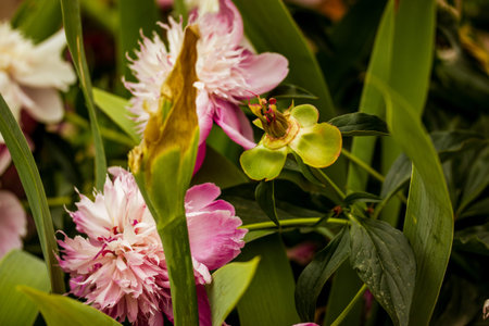 Pink fresh peonies and other foliage with a shallow depth of field creates an intimate garden scene. The soft lighting enhances the floral details.の写真素材