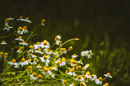 A serene view of chamomile flowers with their yellow centers, amidst green stems and leaves,...