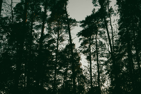 The silhouettes of tall pine trees reach for the sky, creating a dramatic contrast in the forest. The moody landscape captures a tranquil atmosphere.の写真素材