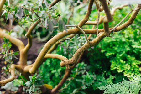 Close-up view of intertwined tree branches with lush green foliage, a natural scene. Intricate tree branches intertwining with vibrant green leaves.の写真素材