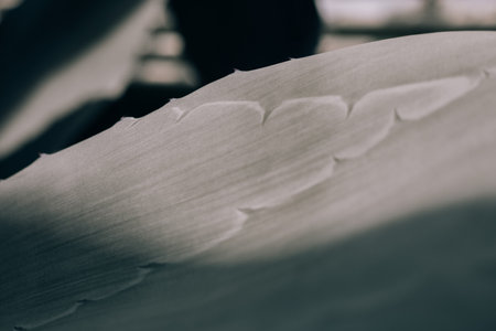 A grayscale image of a leaf showcases intricate textures and sharp edges under soft lighting. Srface of an agave succulent plant's leaf, subtle shadowsの写真素材
