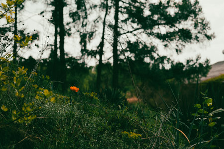 An eye-level shot captures a vibrant orange flower set against dark and blurred forest backdrop on an overcast day. A single orange flower in meadow.の写真素材