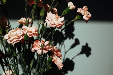 Soft pink carnations bloom against a dark wall backdrop. This elegant floral display is perfect for backgrounds, or adding touch of nature and shadow.の写真素材