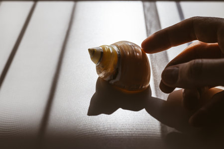 A human finger delicately touches a sea shell close-up view. The natural lighting creates a beautiful display of light and shadow, enhancing details.の写真素材