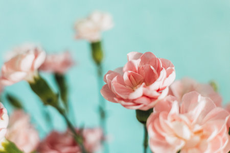 A bouquet of delicate pink carnation flowers bloom, set against a soft, tranquil, turquoise background. The blossoms convey a sense of spring beauty.の写真素材