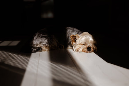 A serene yorkshire terrier sleeps peacefully on a white hardwood flooring surface with soft lighting...