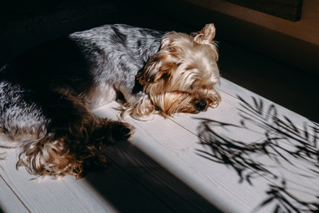 A cute yorkshire terrier rests in a sunlit spot, its fur catching the light, with shadows creating a beautiful contrast on the white floor Palm shadowの写真素材
