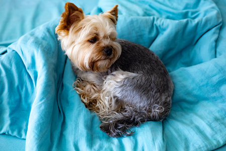 A charming Yorkshire terrier rests comfortably on a blue blanket on a bed, yawning. Cute dog appears relaxed and content in the serene setting at homeの写真素材