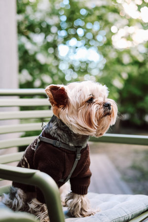 A cute Yorkshire Terrier in a warm sweater rests comfortably on a green bench. A charming Yorkie...