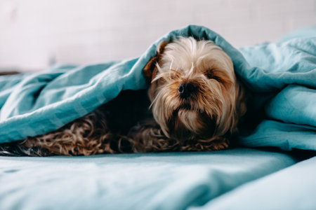 A cozy scene with a small Yorkshire terrier dog under a soft blue blanket in warm and comfortable atmosphere. The dog appears to be relaxed and sleepyの写真素材